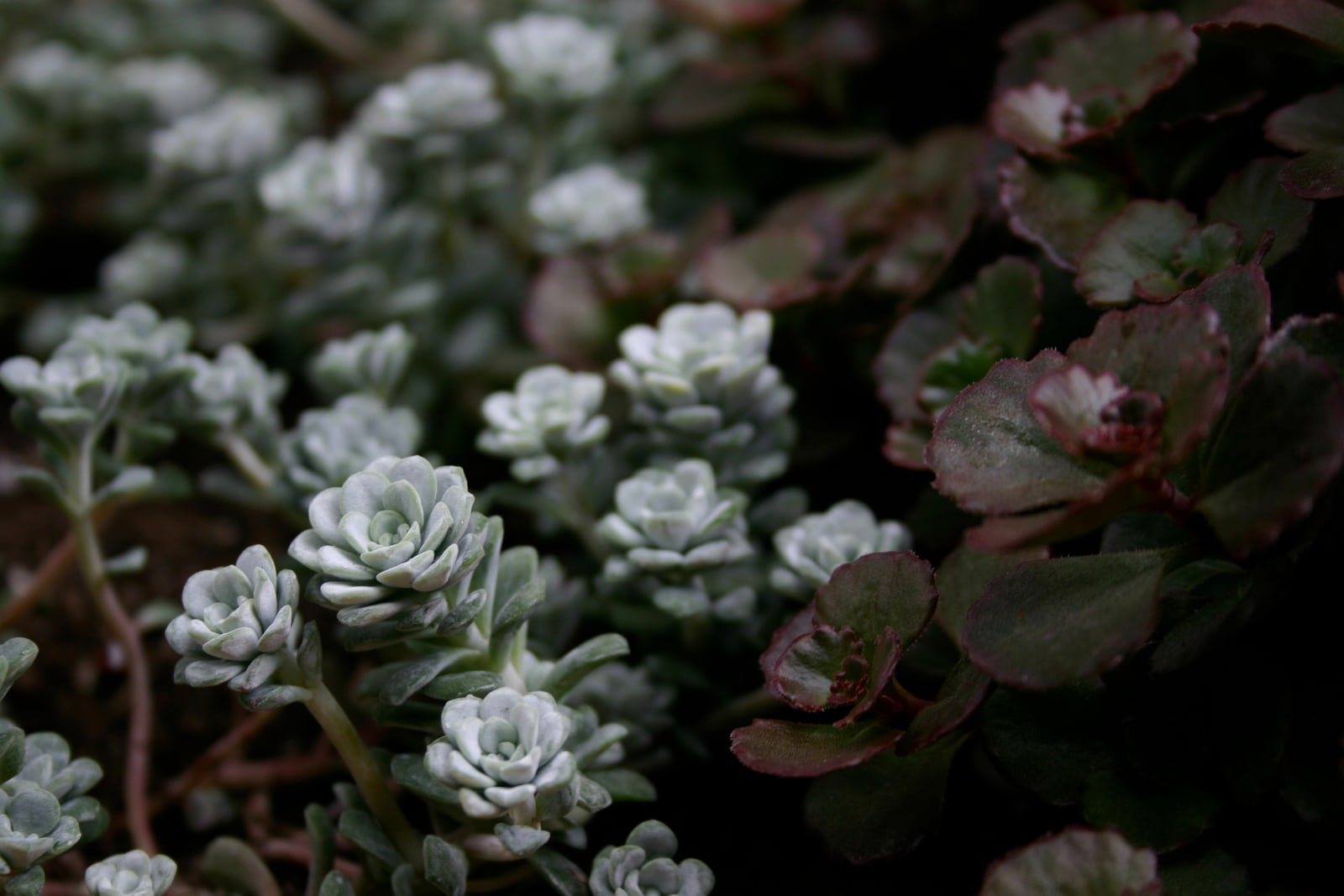 On the left, a silvery green succulent plant of unknown species. (If you know the species, please let me know and I'll add the info!) On the right, a dark red and green succulent groundcover plant, Sedum spurium, AKA Bronze Carpet Stonecrop.