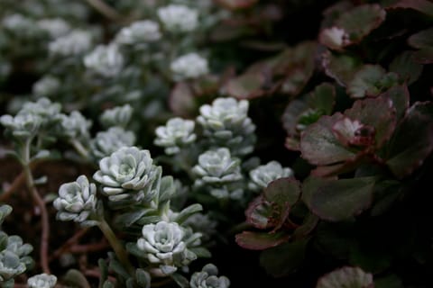 On the left, a silvery green succulent plant of unknown species.  (If you know the species, please let me know and I'll add the info!)  On the right, a dark red and green succulent groundcover plant, Sedum spurium, AKA Bronze Carpet Stonecrop. 