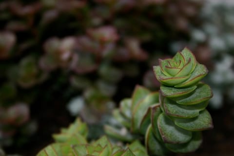 A succulent plant -- Crassula perforata variegata, AKA Necklace Vine or String of Buttons.  Bright green leaves with dark red edges. 