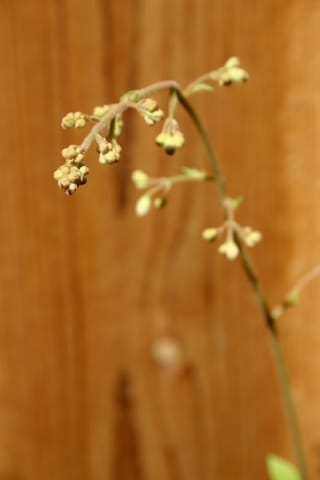 Closed buds on a flower stalk from a Heuchera plant, AKA Coral Bells.  