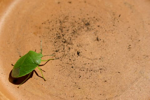 Green Shield Bug (Palomena prasina) -- I think!  Any entomologists out there are most welcome to correct me.