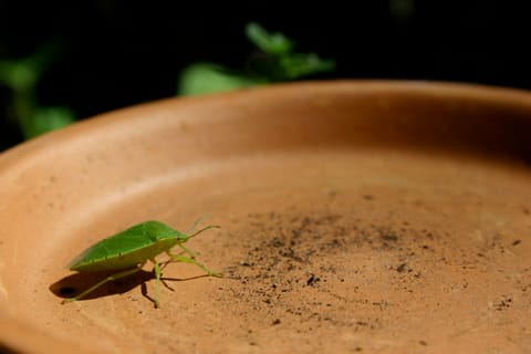 Green Shield Bug (Palomena prasina) -- I think!  Any entomologists out there are most welcome to correct me.