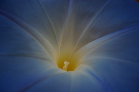 "Heavenly Blue" Morning Glory with a yellow throat. 