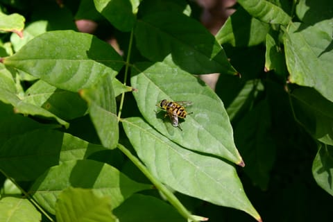 This fellow looks like a bee, but may be a hoverfly, AKA flower fly. Any entomologists out there are most welcome to correct me!