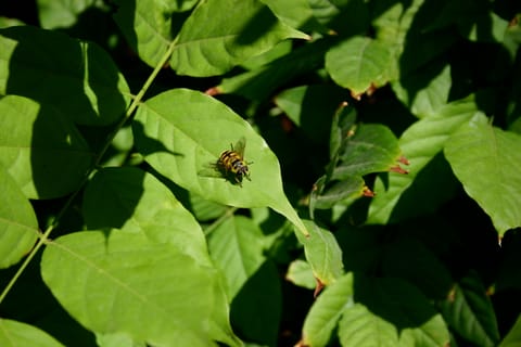 This fellow looks like a bee, but may be a hoverfly, AKA flower fly. Any entomologists out there are most welcome to correct me! 