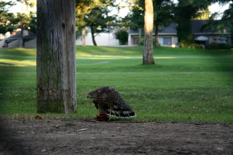 This is either a Sharp-shinned Hawk or a Cooper's Hawk, eating a smaller bird. I believe it is a juvenile (fledged some weeks ago). This hawk family lived in a eucalyptus tree on a golf course. 