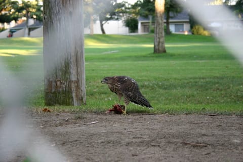 This is either a Sharp-shinned Hawk or a Cooper's Hawk, eating a smaller bird. I believe it is a juvenile (fledged some weeks ago). This hawk family lived in a eucalyptus tree on a golf course. 