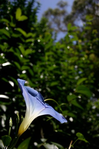 A "Heavenly Blue" Morning Glory soaks up the sunlight.