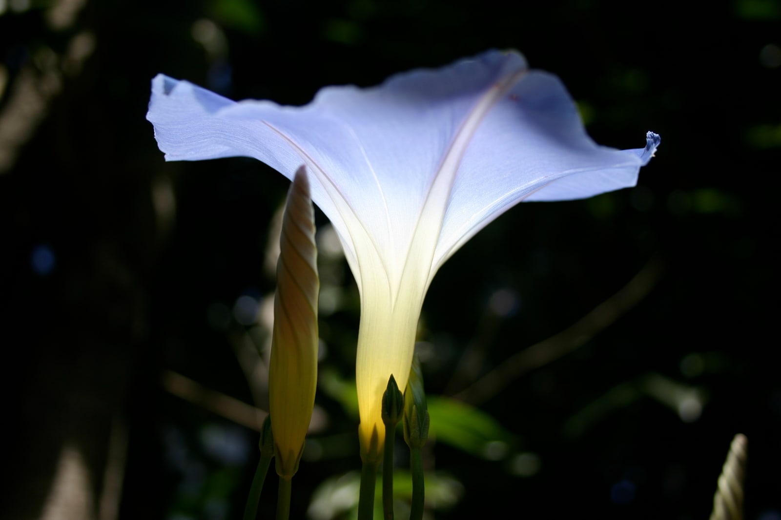 A "Heavenly Blue" Morning Glory seems to glow from within. (Closed Morning Glory in the foreground.)