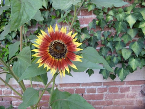 A bright red and yellow sunflower in front of a green ivy-covered brick wall. 