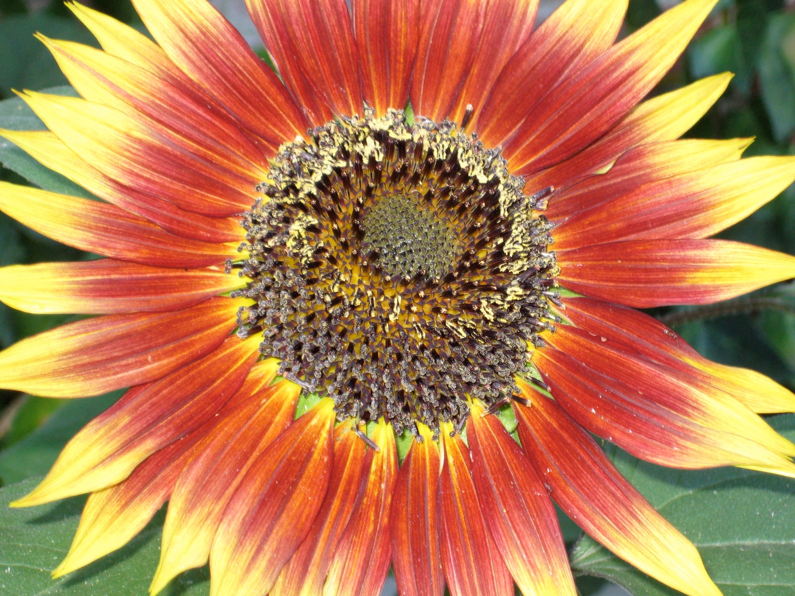 A bright red and yellow sunflower.