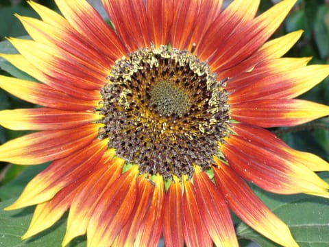 A bright red and yellow sunflower.