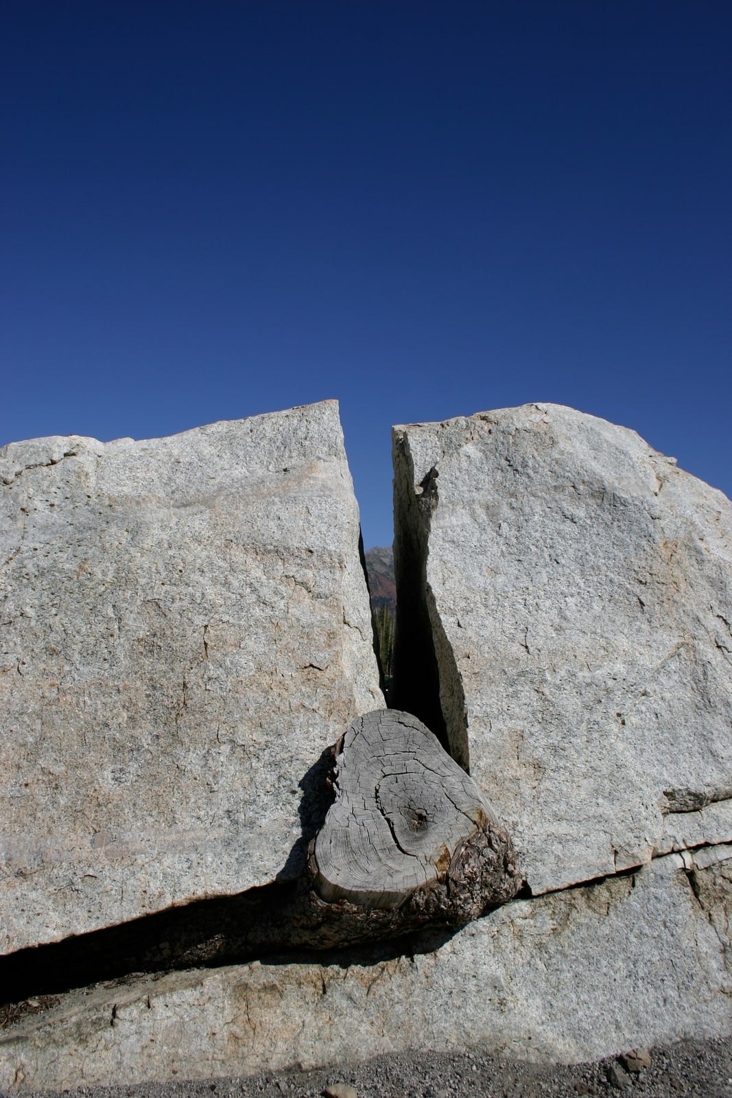 A log in the middle of a cracked boulder.