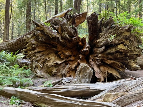 The root structure of a giant fallen redwood tree at Founders Grove in Humboldt Redwoods State Park in California. Green ferns grow on and around the root structure, and there is fallen deadwood in the foreground. The forest is seen in the background.