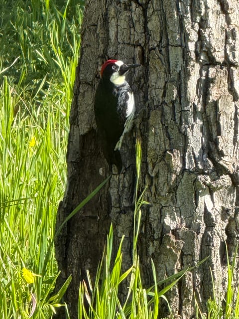 A red-capped black and white woodpecker on a rough-barked tree trunk surrounded by green grass. I believe this is a male Acorn Woodpecker (birders, please correct me if I'm wrong).